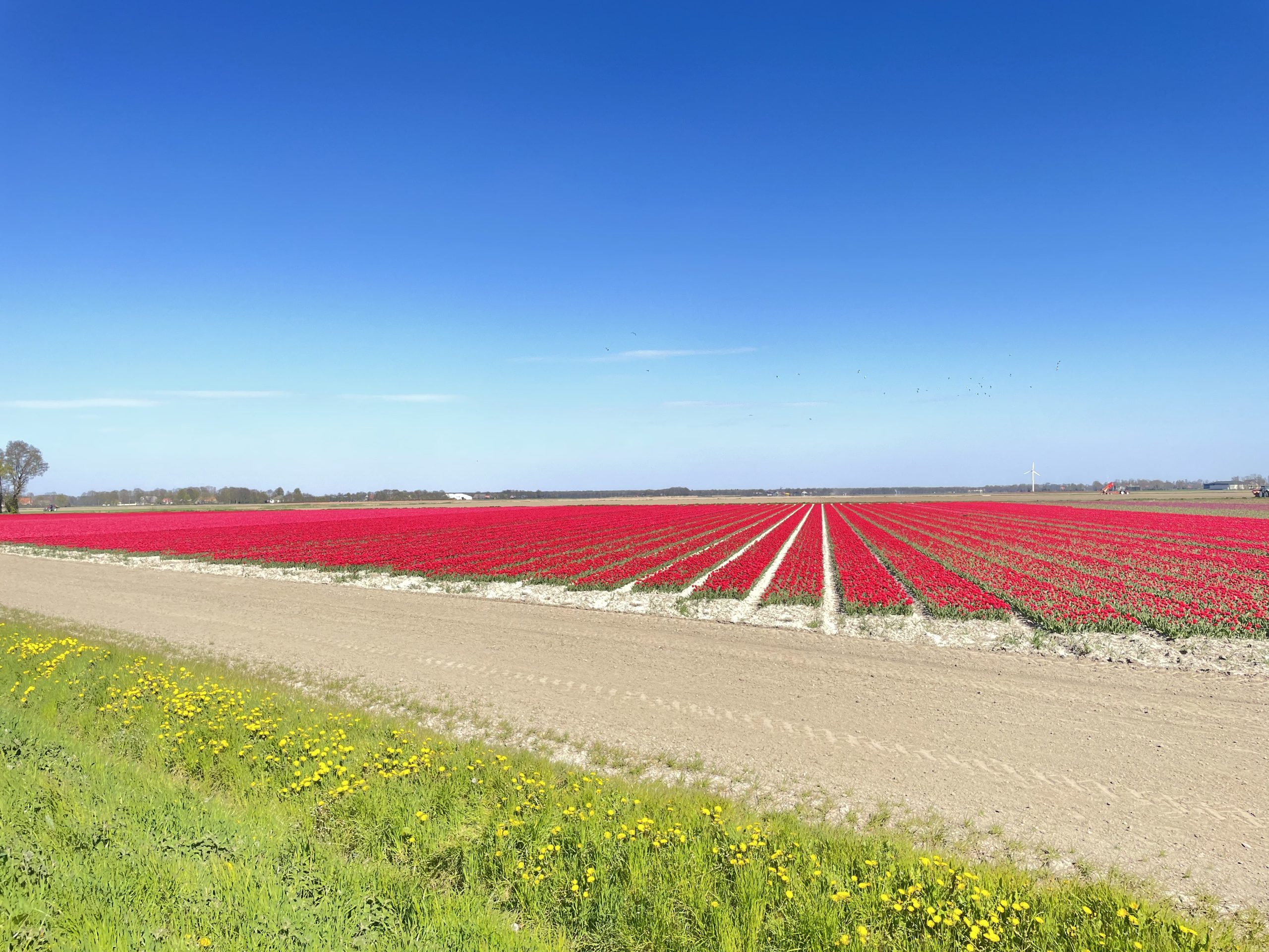 tulip-fields